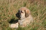 KANGAL 094